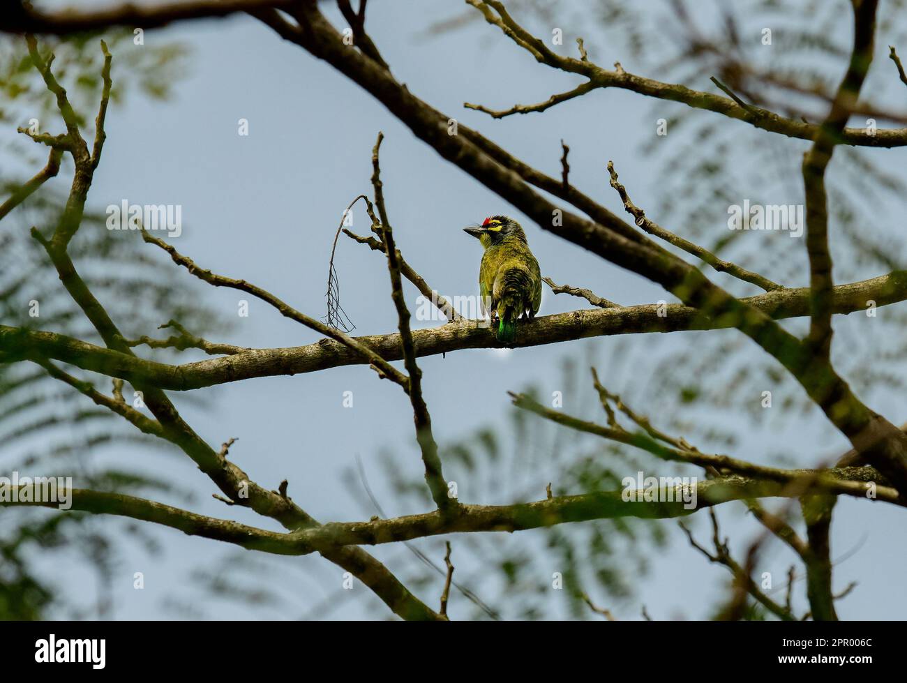 Cattura l'essenza dell'avifauna del Kerala, la ricca biodiversità e i momenti più suggestivi. Viaggio visivo di vibranti meraviglie aviarie in kerala Foto Stock