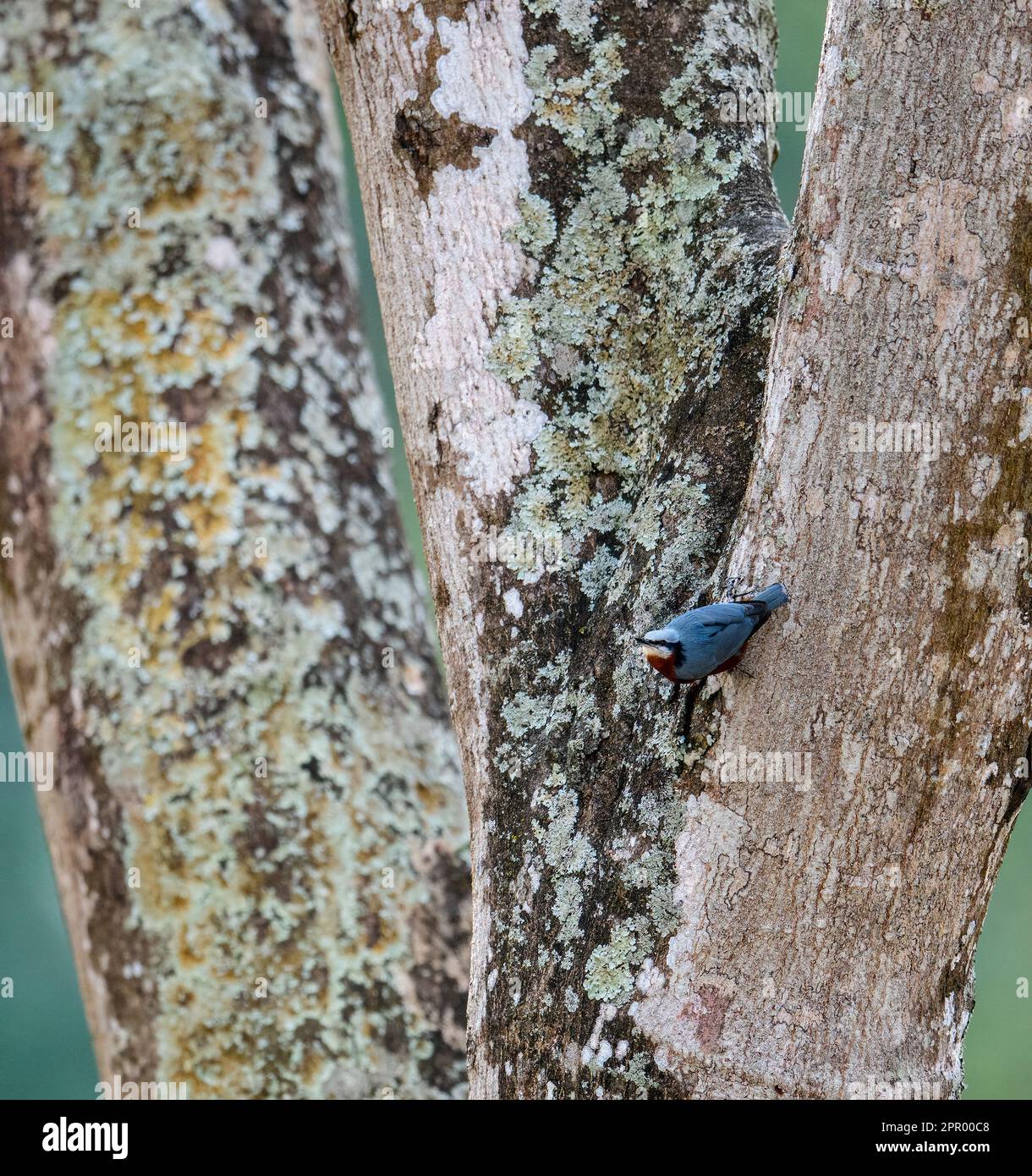 Il Nuthatch Velvet-fronted: Un piccolo gioiello nella tettoia della foresta Foto Stock