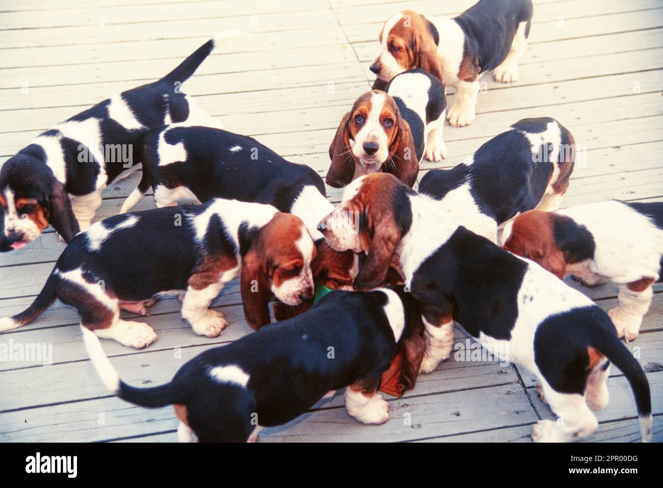 Famiglia di cuccioli di Basset Hound raccolti intorno a ciotole di cibo Foto Stock