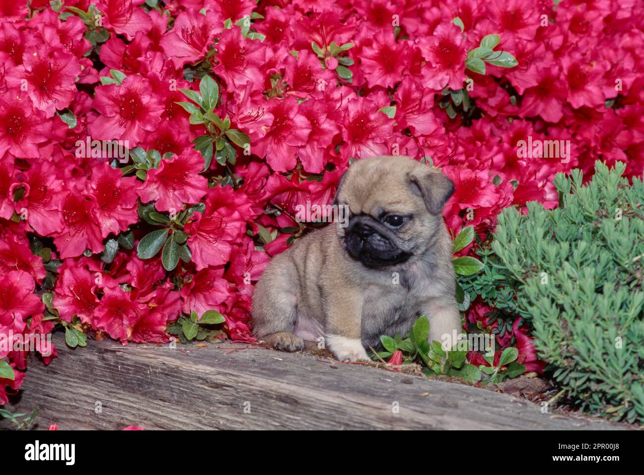 Giovane cucciolo di Pug seduto in giardino fiorito di fronte ai fiori fucsia Foto Stock