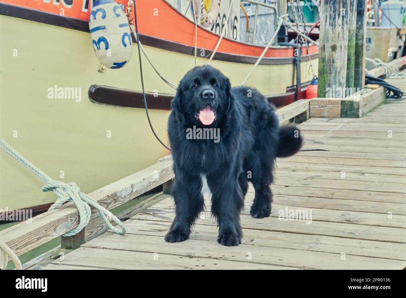 Terranova fuori in piedi sul molo vicino alla barca con la lingua fuori Foto Stock