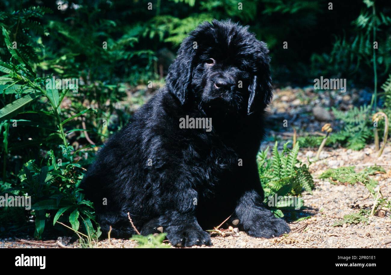 Soffice cucciolo di Terranova seduto all'esterno vicino alle piante nel parco Foto Stock