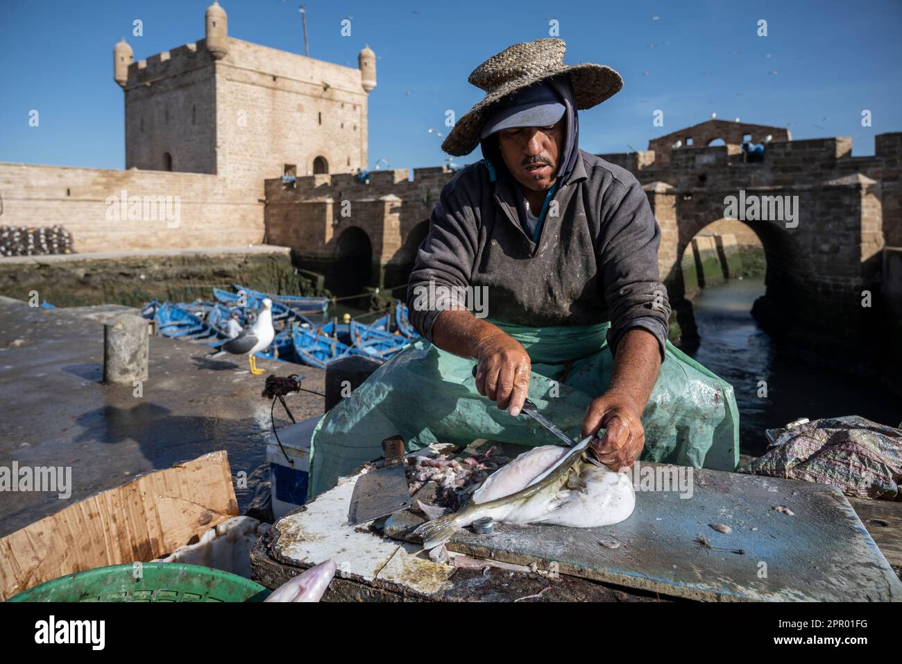 Pescatore di pulizia del pesce nel porto di Essaouira vicino alle mura della città. Foto Stock