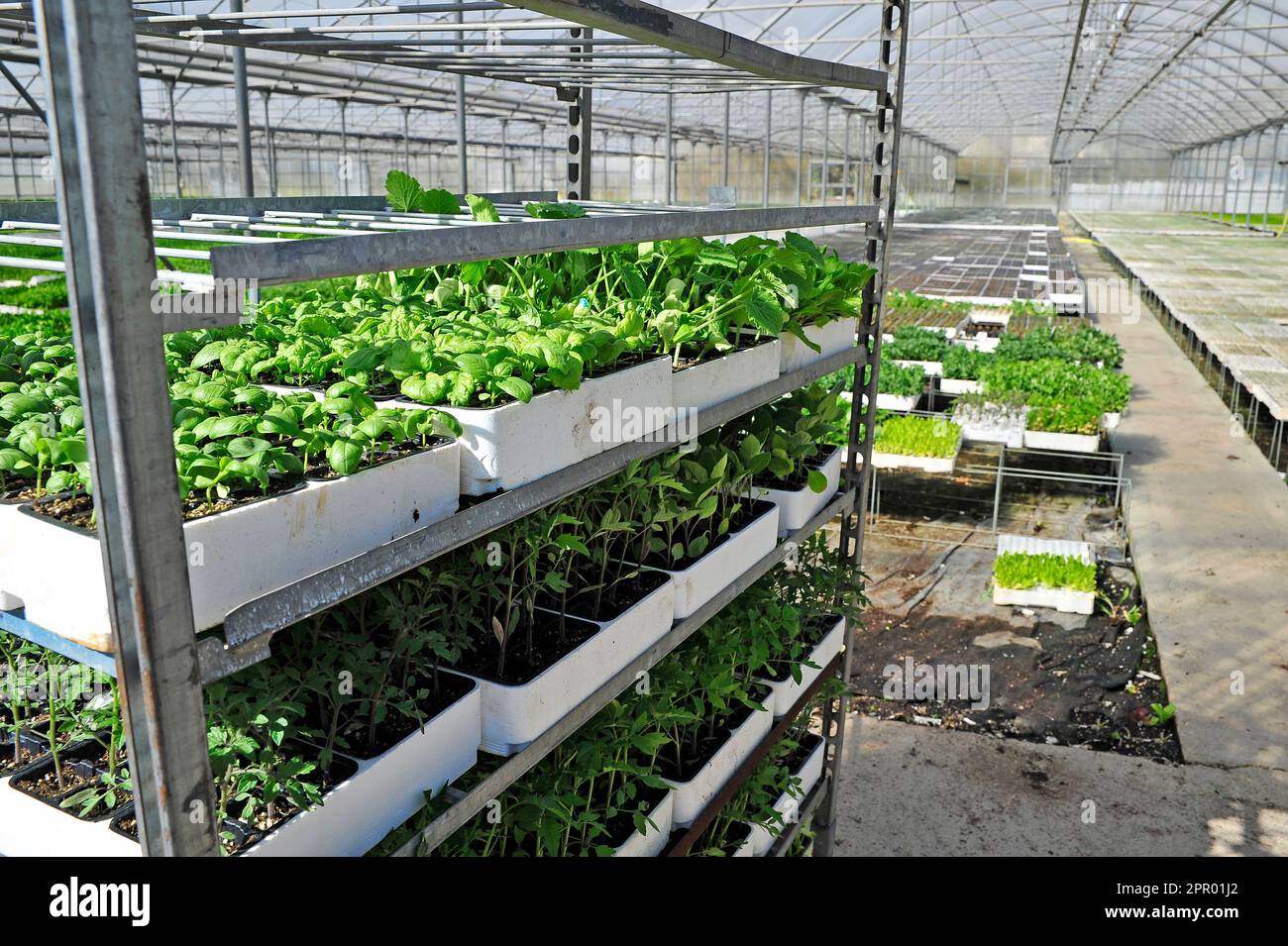 Serra agricola di un'azienda italiana: Carrello con piantine pronto per la spedizione Foto Stock