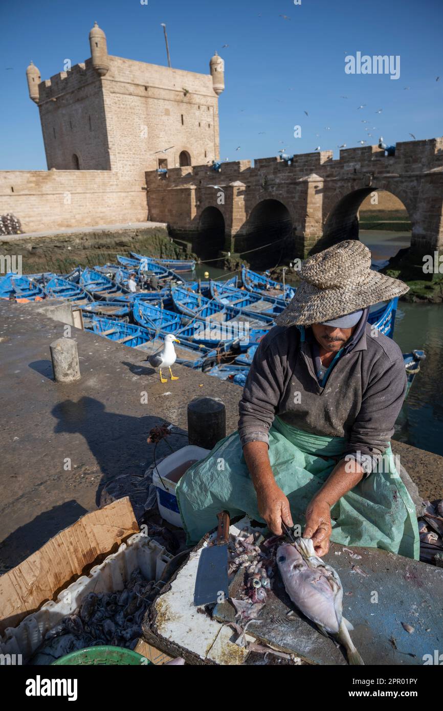 Pescatore di pulizia del pesce nel porto di Essaouira vicino alle mura della città. Foto Stock