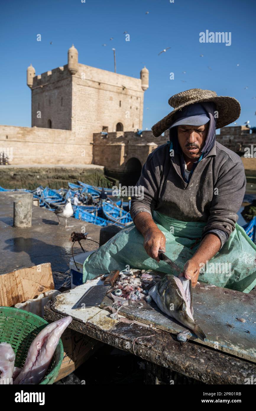 Pescatore di pulizia del pesce nel porto di Essaouira vicino alle mura della città. Foto Stock