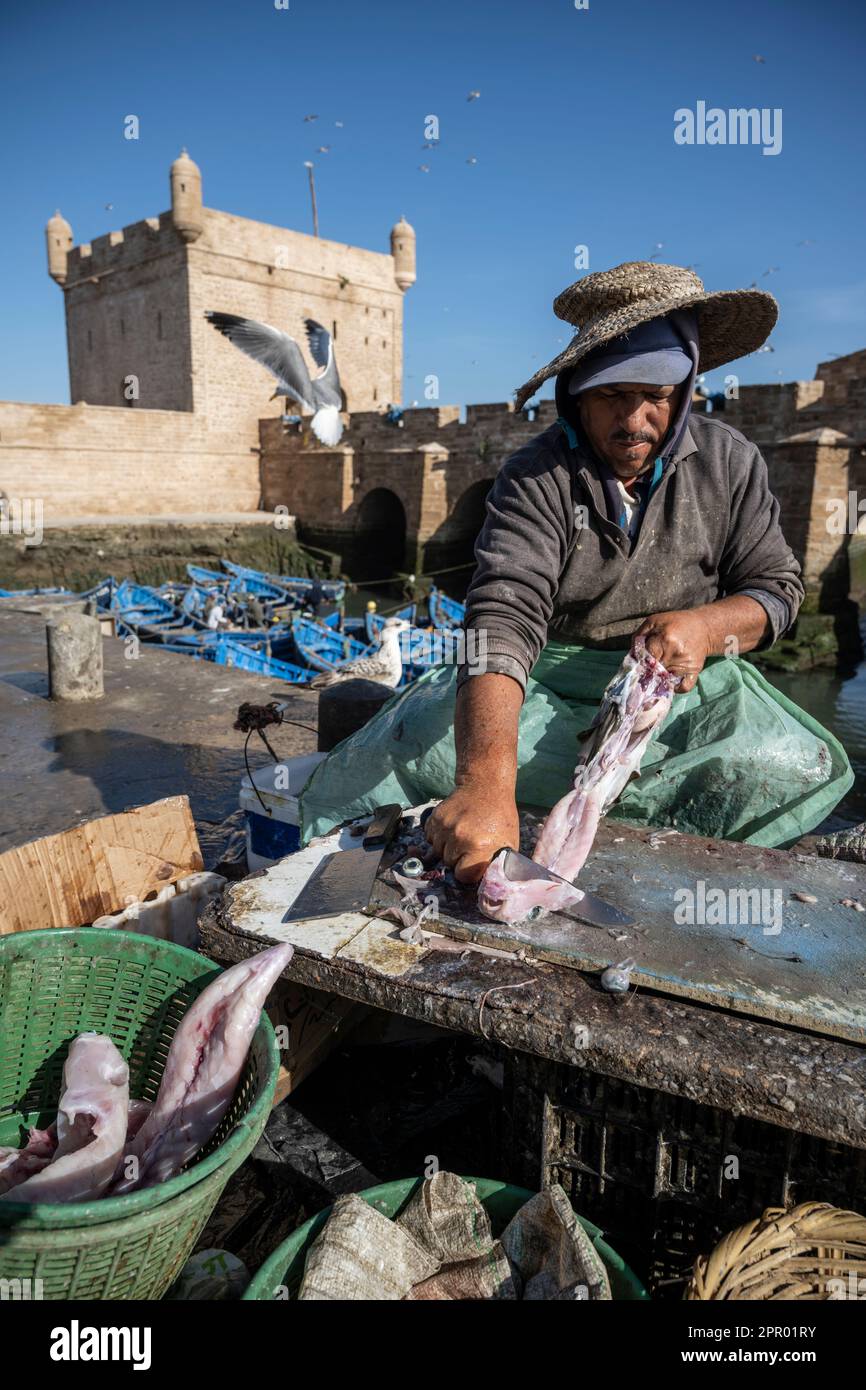 Pescatore di pulizia del pesce nel porto di Essaouira vicino alle mura della città. Foto Stock