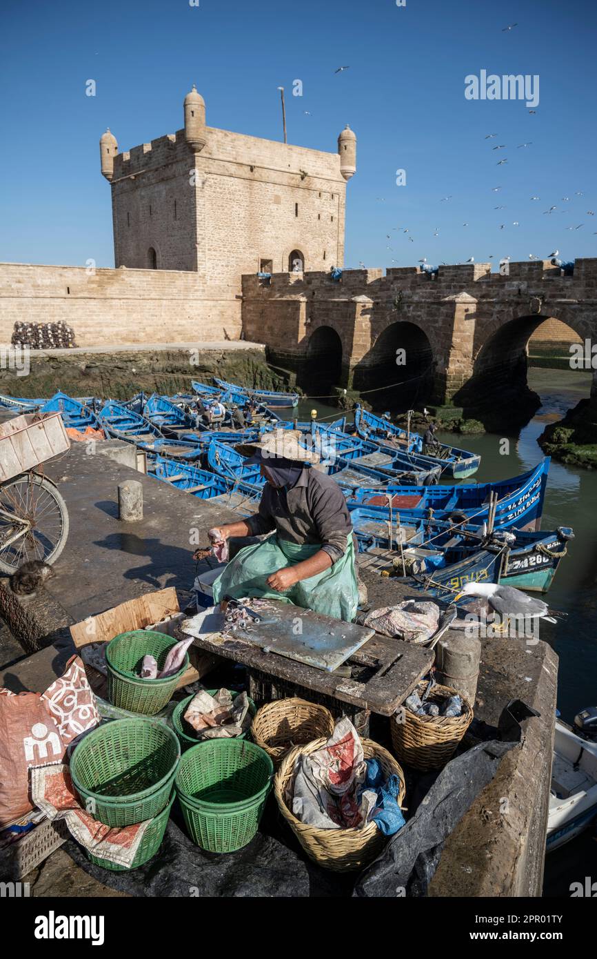 Pescatore di pulizia del pesce nel porto di Essaouira vicino alle mura della città. Foto Stock