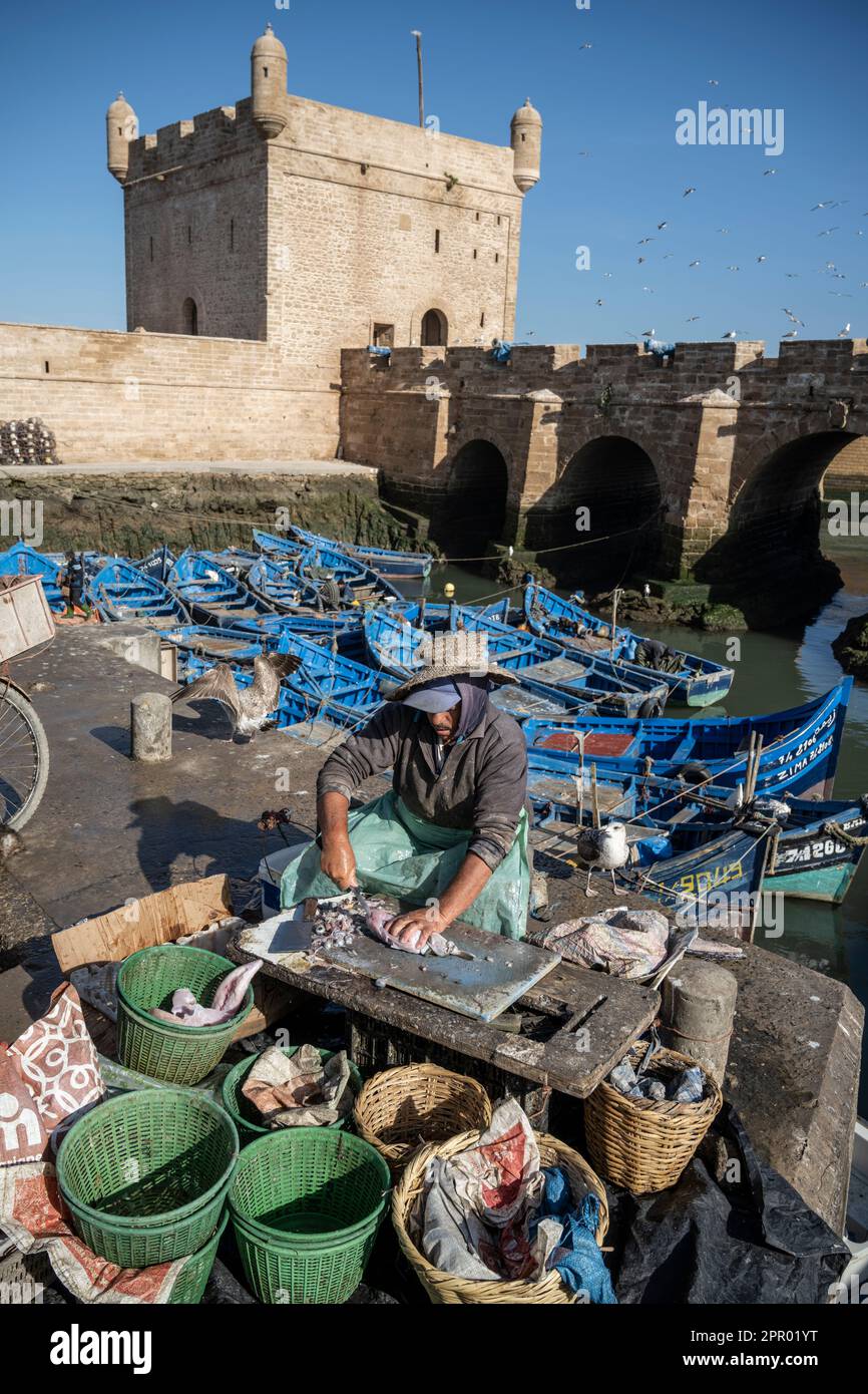 Pescatore di pulizia del pesce nel porto di Essaouira vicino alle mura della città. Foto Stock
