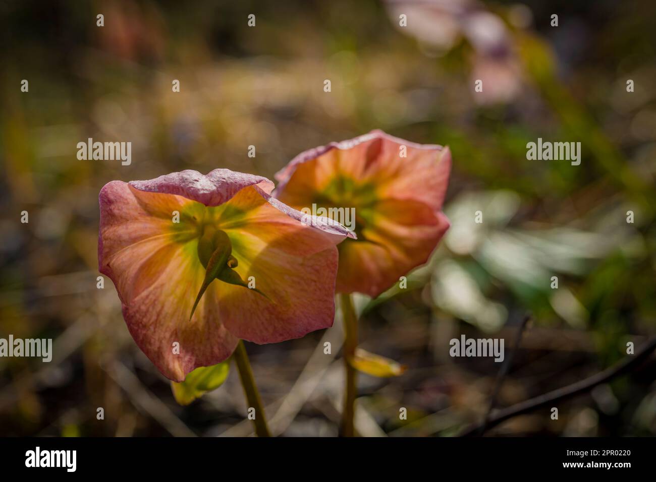 Helleborus viridis fiore primaverile selvaggio in montagna nel nord della Slovenia Foto Stock