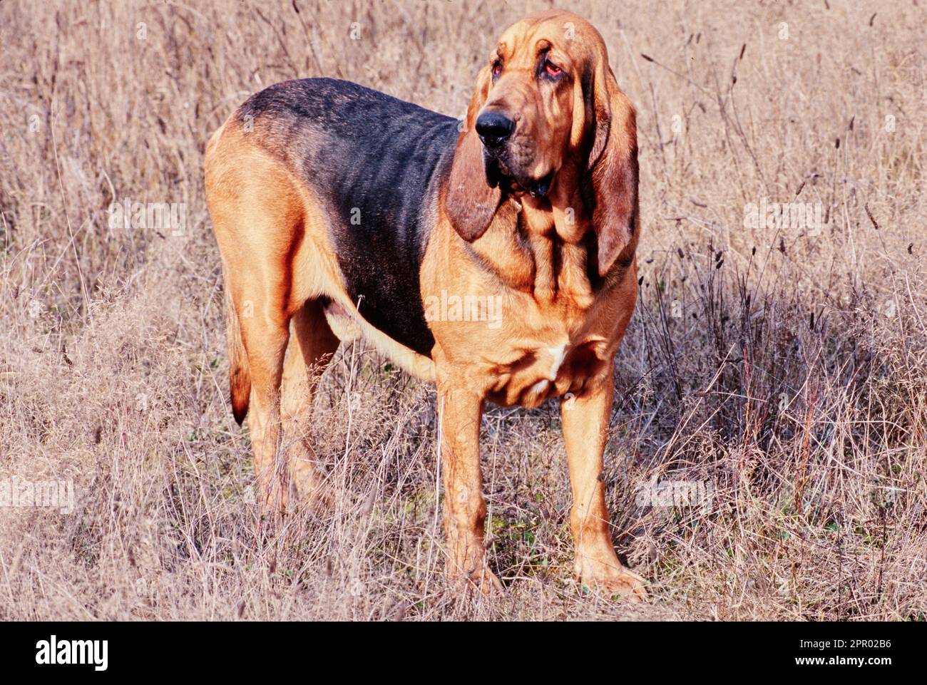 Bloodhound in erba morta Foto Stock