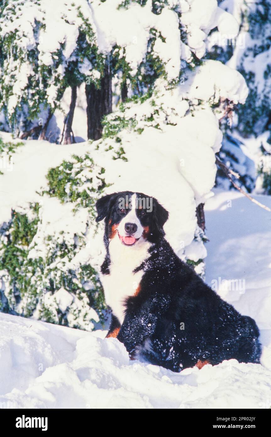 Bernese Mountain Dog adagiato sulla neve con alberi congelati sullo sfondo Foto Stock