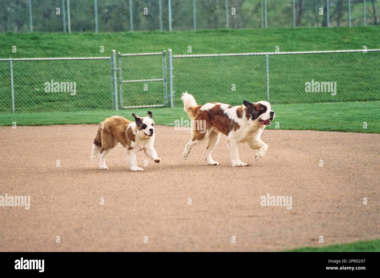 St Bernards correndo sul campo da baseball Foto Stock