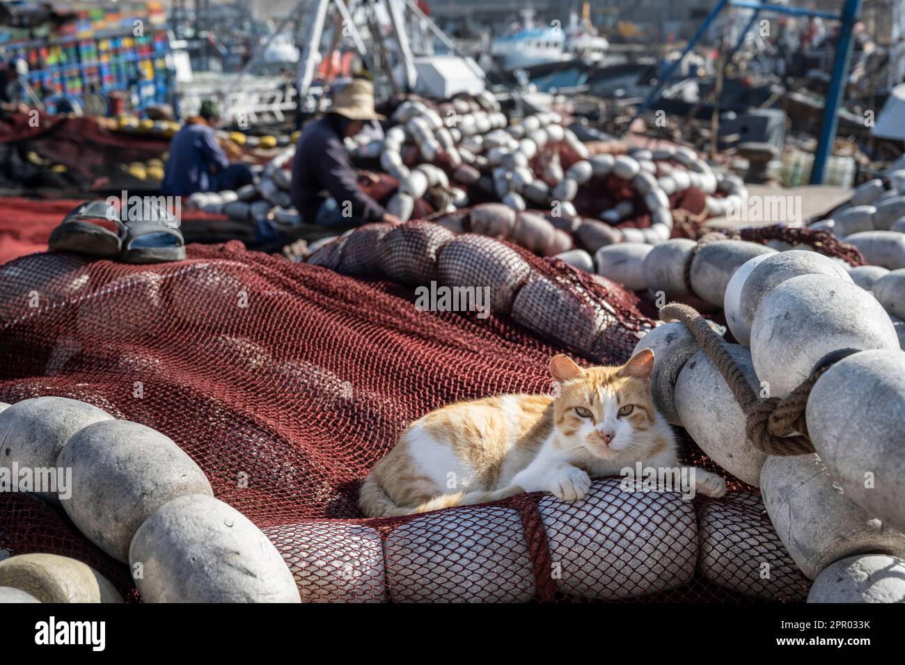 Gatto sdraiato su una rete da pesca nel porto di Essaouira. Foto Stock