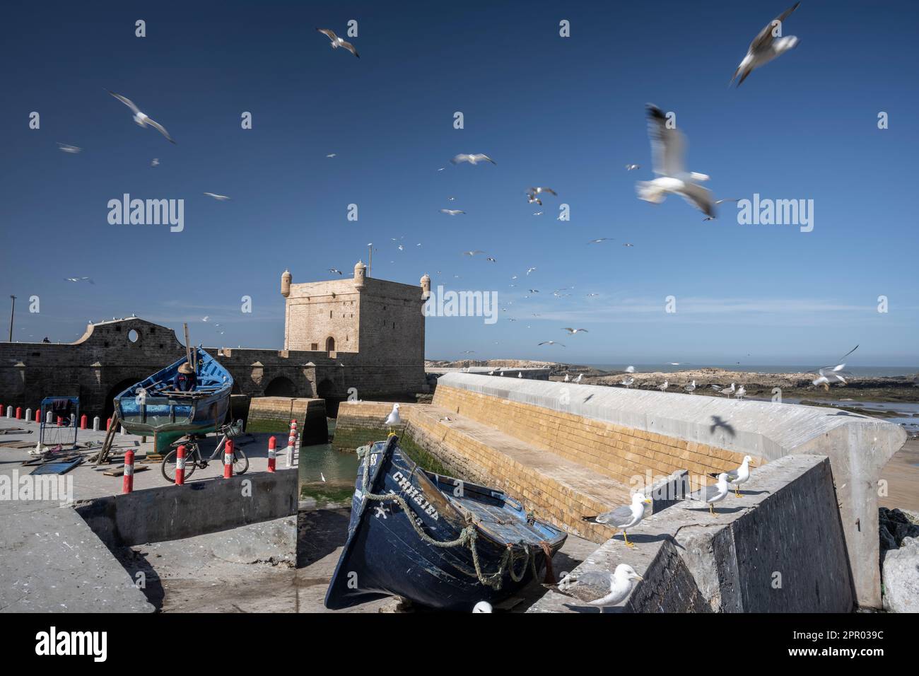 Gabbiani che volano sulle pareti del porto di Essaouira. Foto Stock