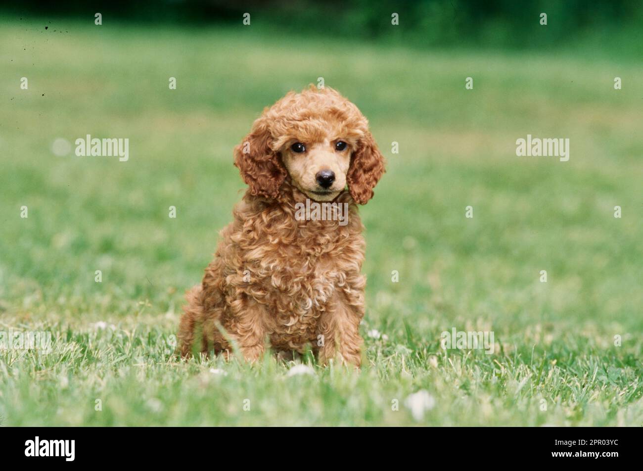 Mini cucciolo di Poodle in erba Foto Stock