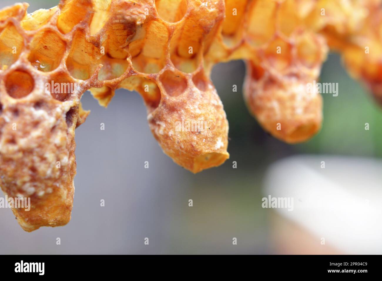 Non chiuso queen cella miele ape primo piano Foto Stock