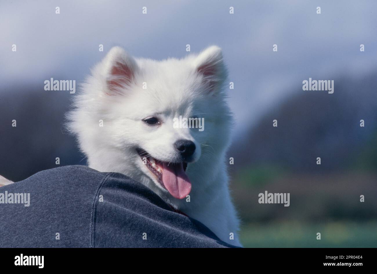 Cucciolo americano Eskimo che guarda sopra la spalla della persona con la lingua fuori Foto Stock