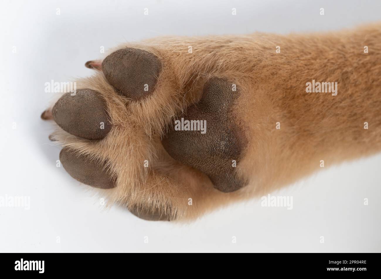 Zampa di cane marrone isolata su sfondo bianco studio Foto Stock
