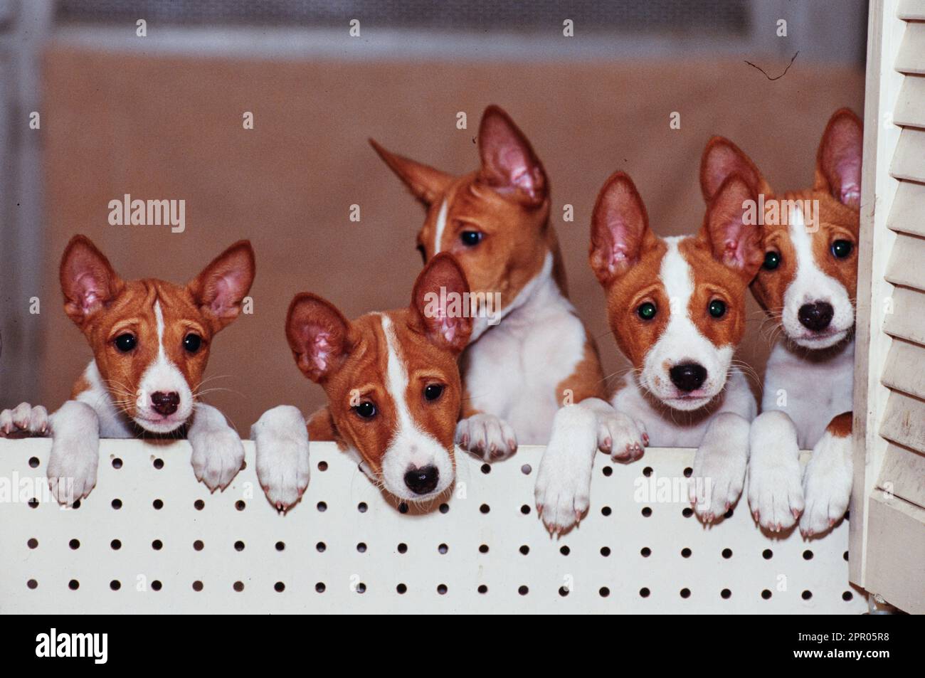Famiglia di cuccioli Basenji che salgono sul cancello della porta Foto Stock