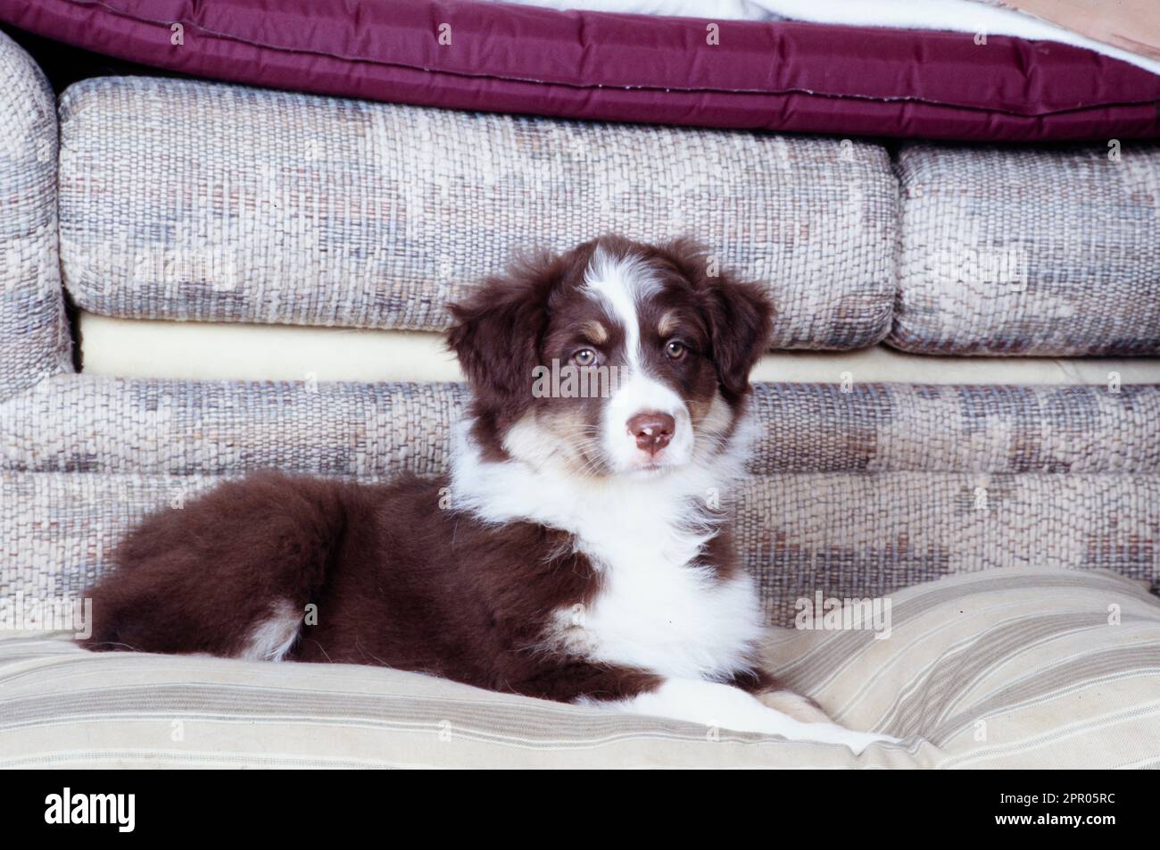 Carino cucciolo di pastore australiano che posa sulle coperte vicino al divano Foto Stock