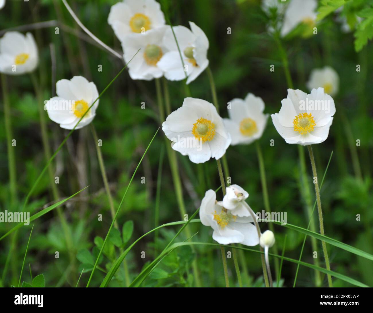 In primavera in natura, nella foresta fiorisce Anemone sylvestris Foto Stock