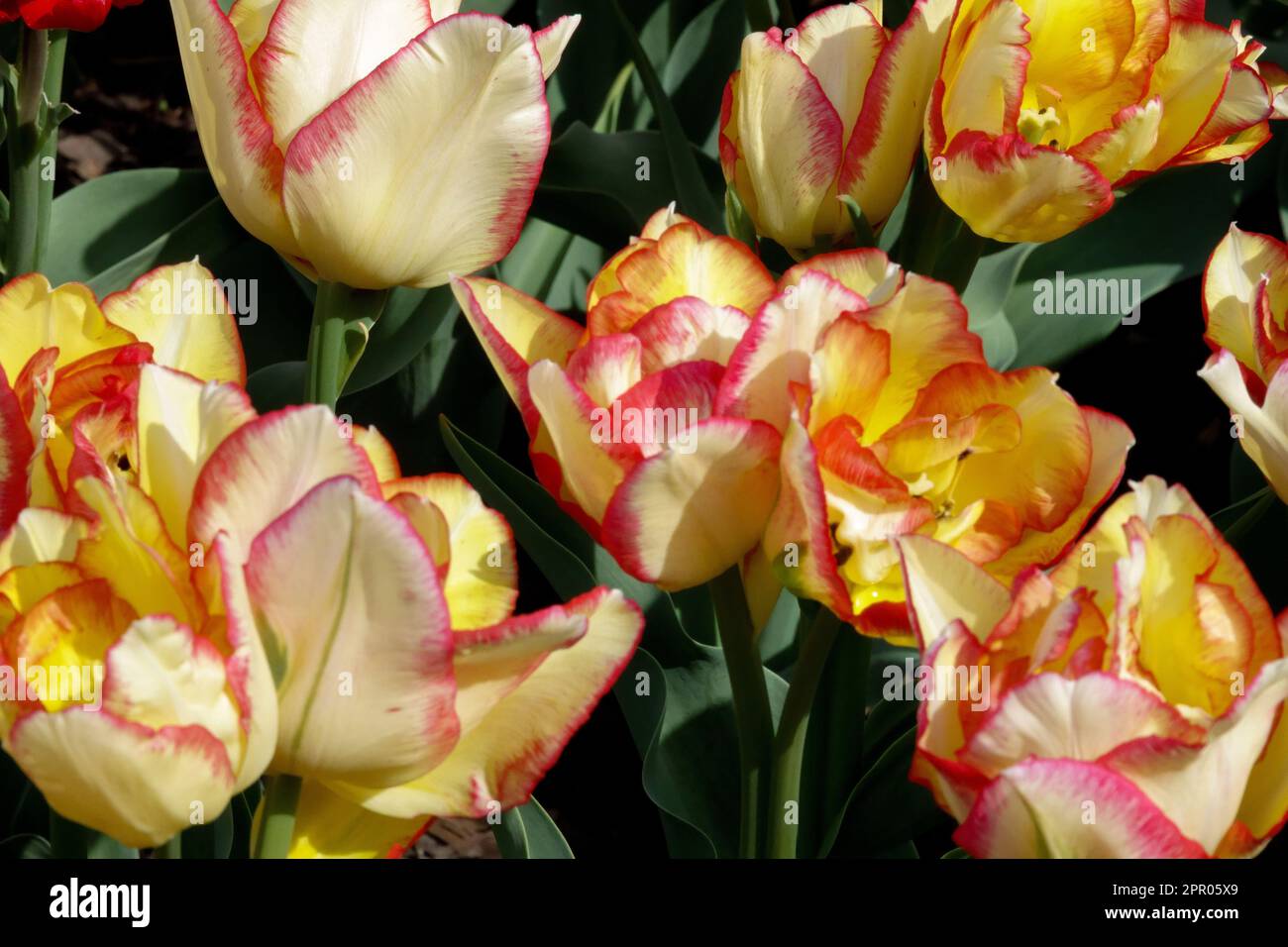 Doppio tulipano, Tulipa 'Aquila', tulipani arancioni Foto Stock