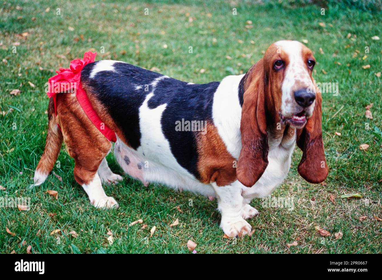 Basset Hound indossa tutu rosso in piedi in erba Foto Stock