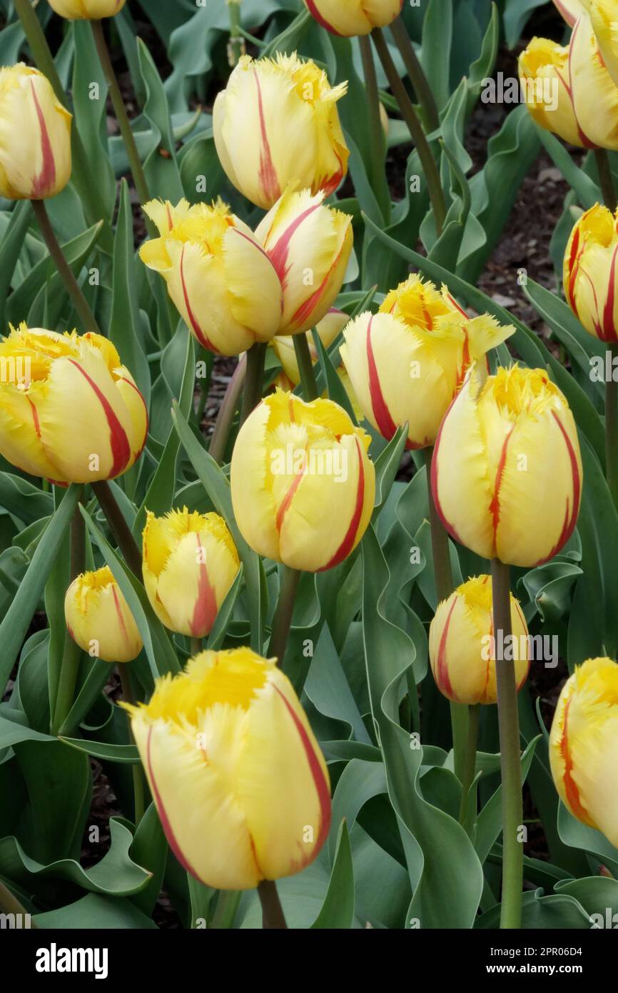 Tulipani con frange, tulipani gialli, Tulipa Flamenco Foto Stock