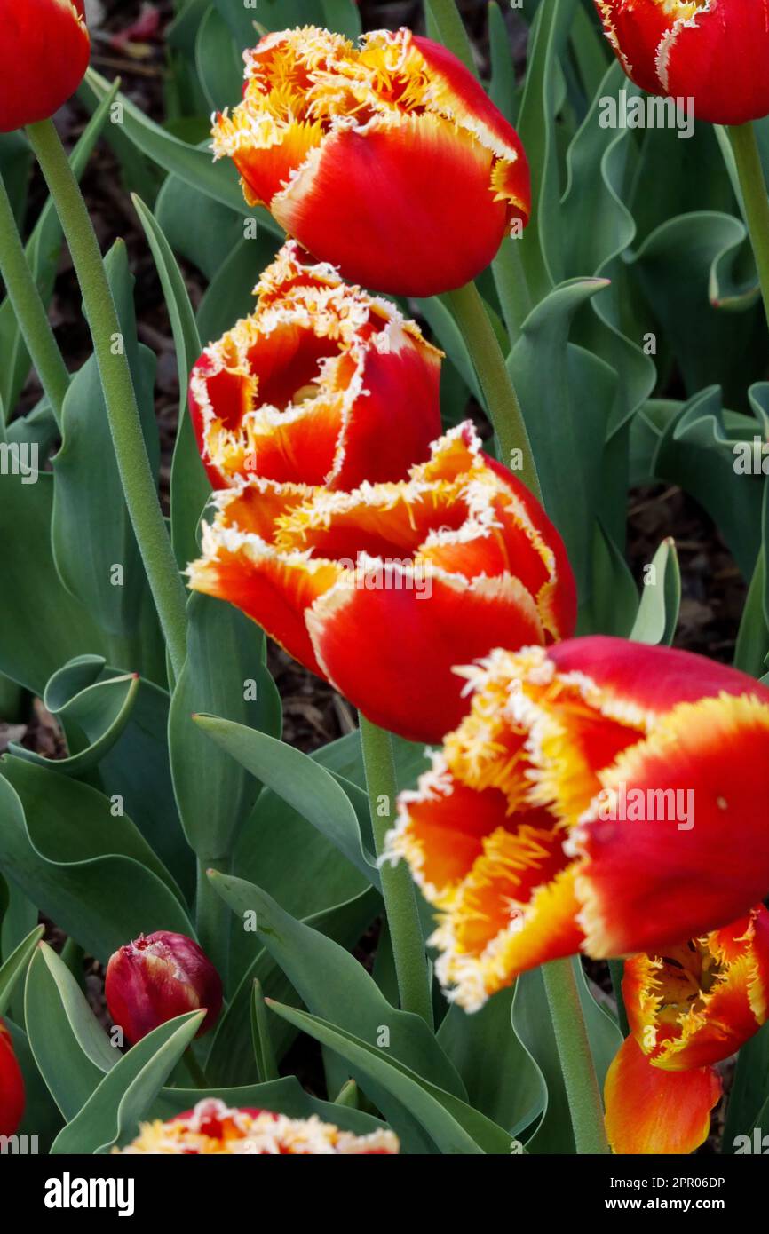 Gruppo tulipani frangiati, tulipani rossi frangiati, Tulipa 'Davenport' fiore giallo bordato Foto Stock