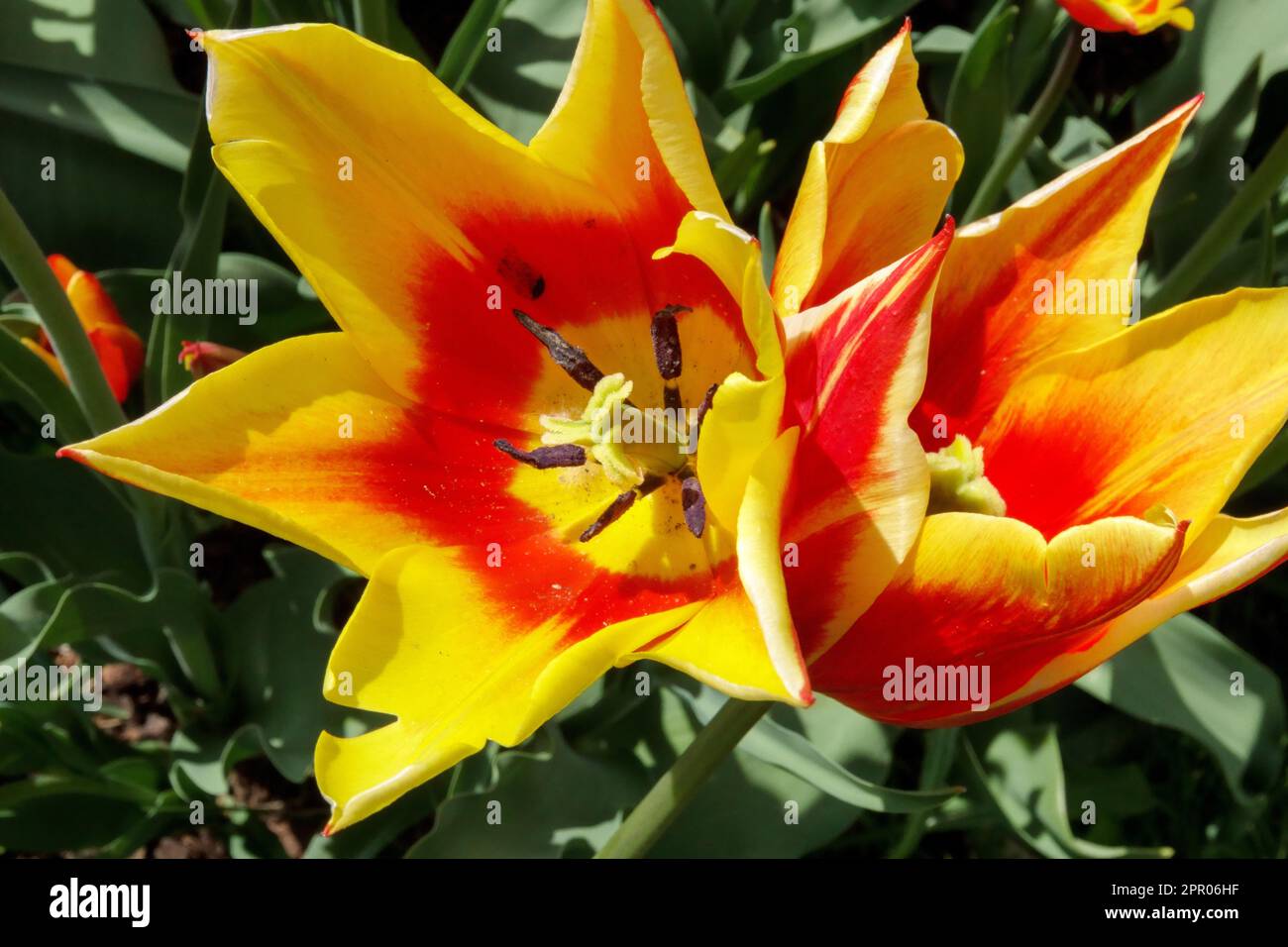 Tulipani a fiori di Lily, Tulipa 'Synaeda King' rossi gialli Foto Stock