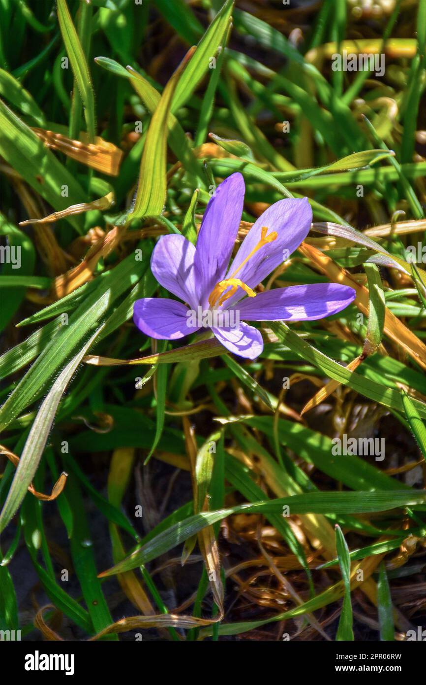 Viola bellissimo fiore campo con foglie oblunghe verdi Foto Stock