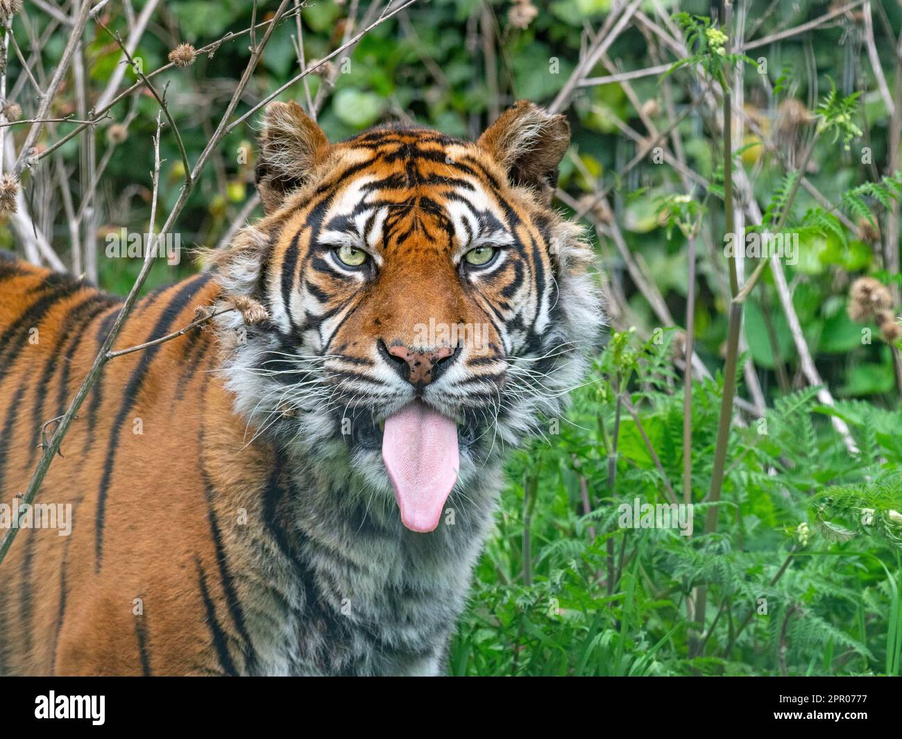 Tiger Sumatran Panthera tigris sondaica Foto Stock