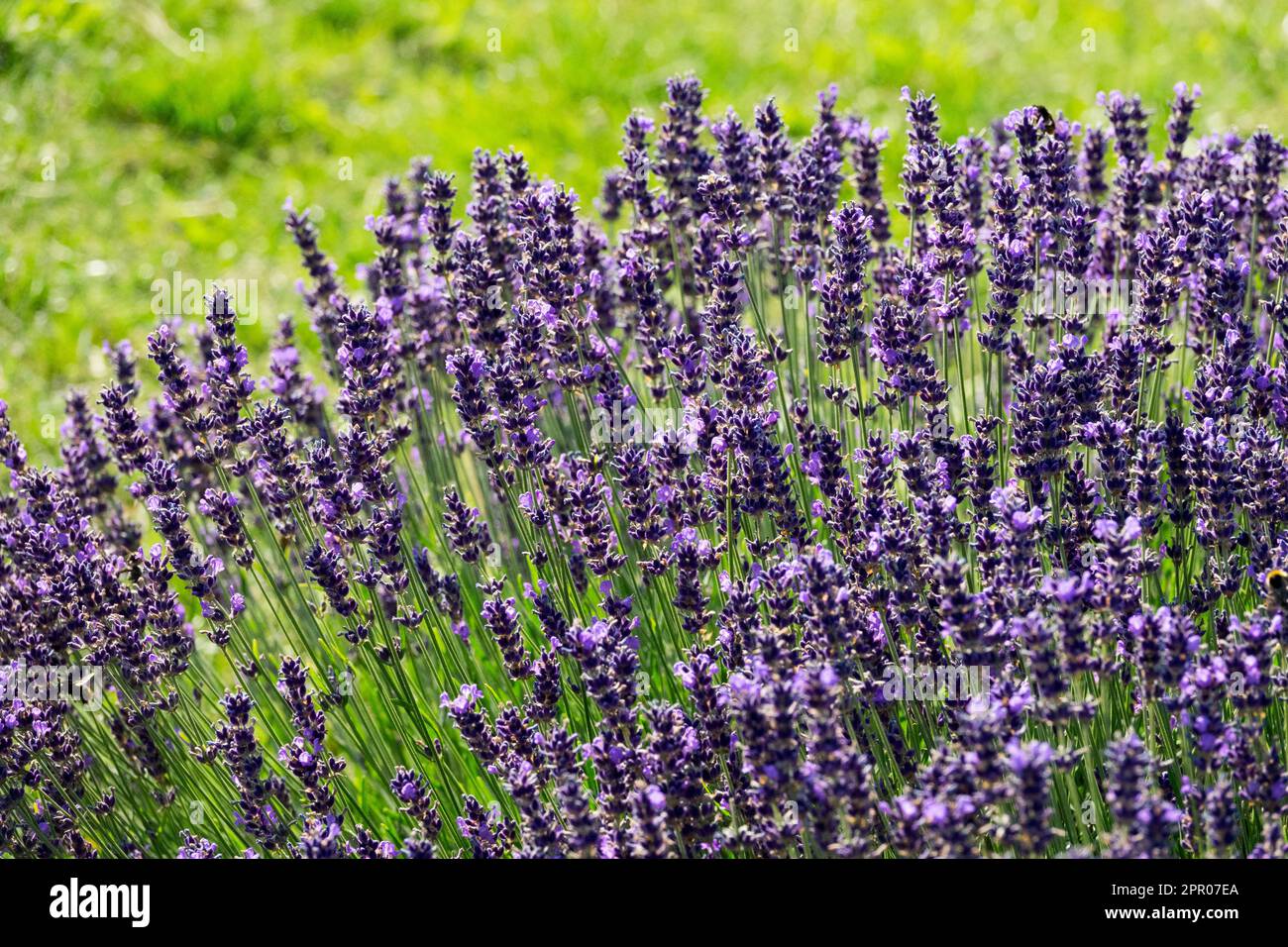 Lavanda inglese 'Hidcote Blue', lavanda, profumata, Lavandula, Giardino, Profumato, Erbe, Bloom Foto Stock