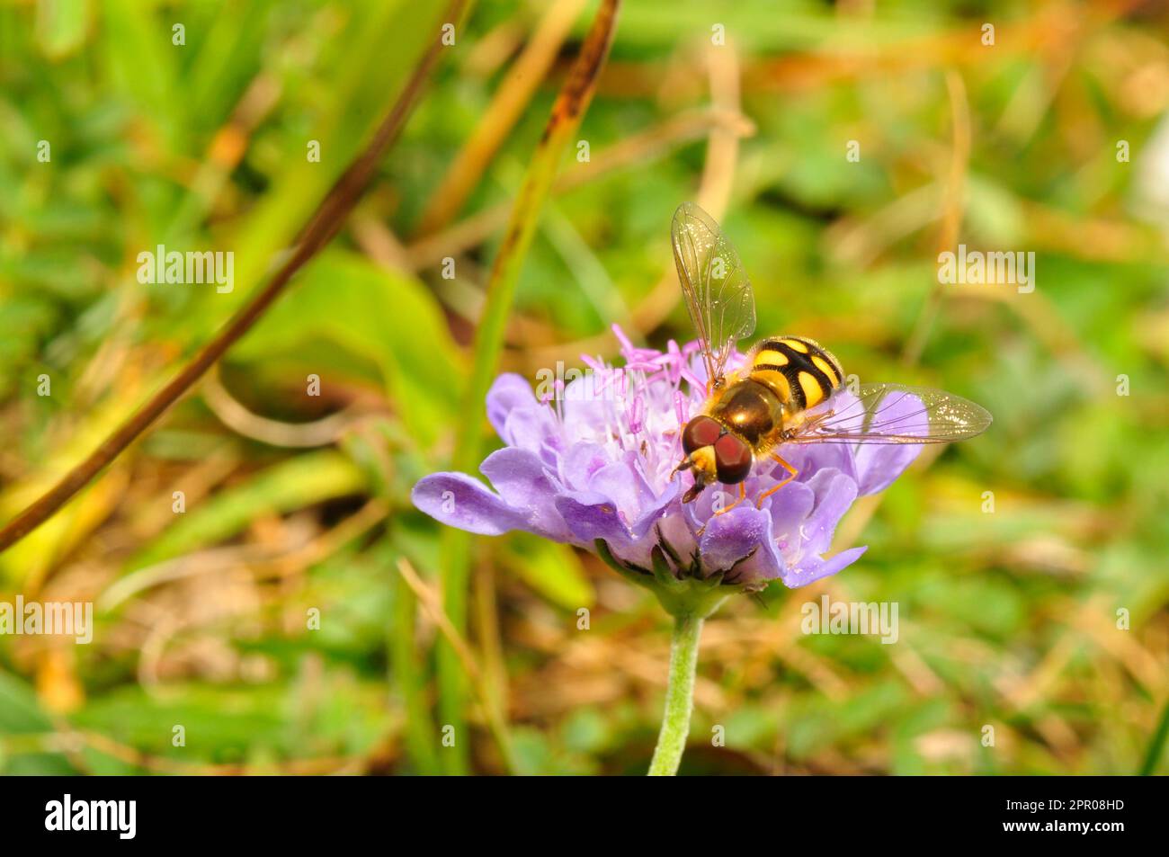 Female Hover Fly, 'yrphus ribeshi', su un campo scabious 'Scabiosa arvensis'in praterie sul Wiltshire downs. Giorno soleggiato a metà estate. Foto Stock