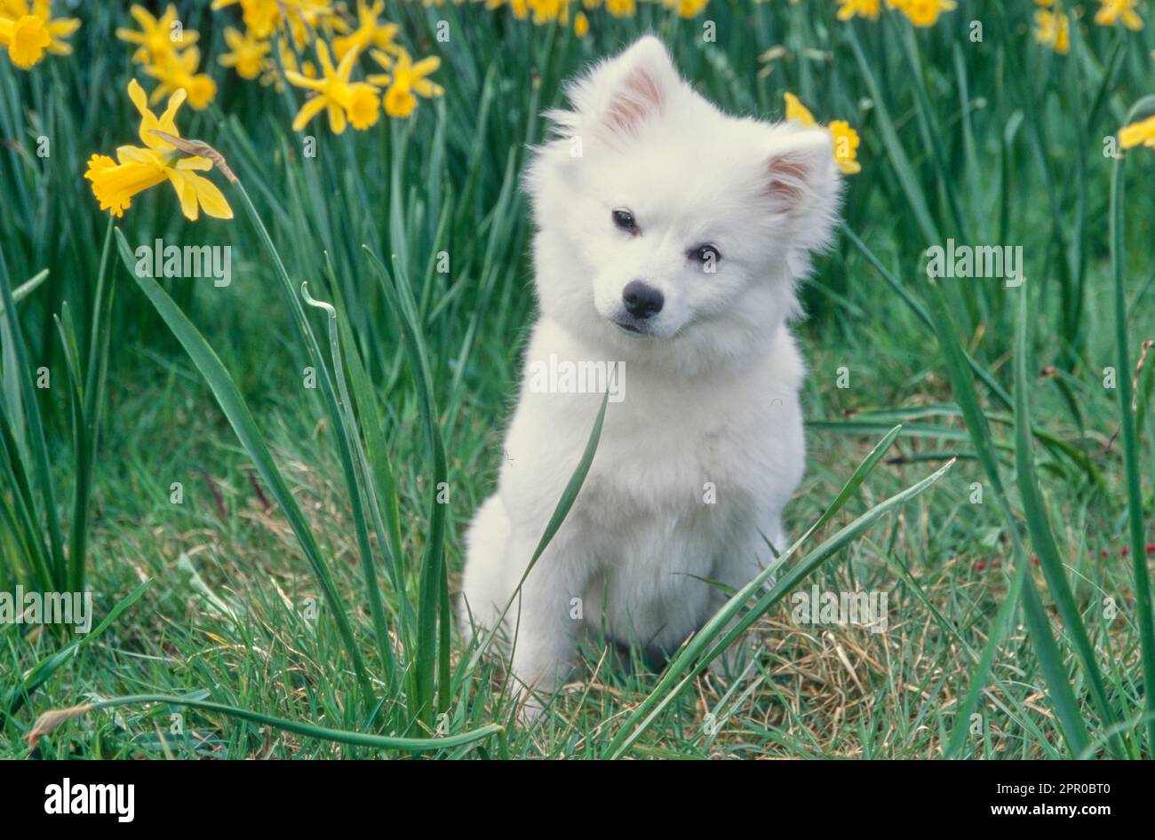 Cucciolo americano Eskimo seduto vicino ad alti fiori gialli all'esterno del campo Foto Stock