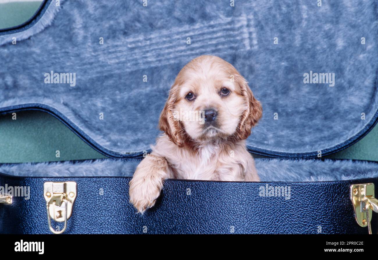 Cucciolo americano Cocker Spaniel seduto all'interno della custodia per chitarra Foto Stock