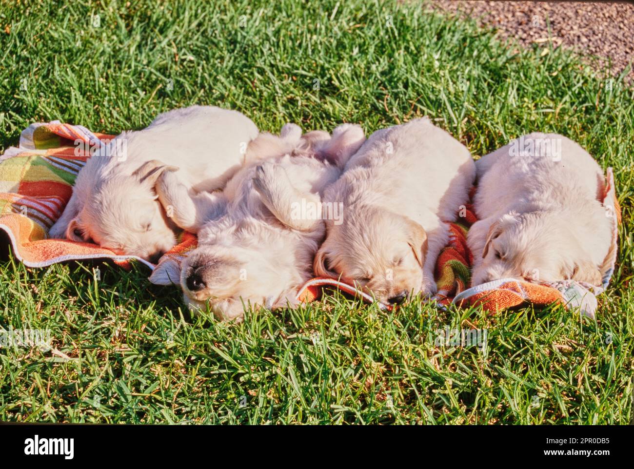Quattro cuccioli dorati che dormono sull'asciugamano all'aperto nell'erba Foto Stock