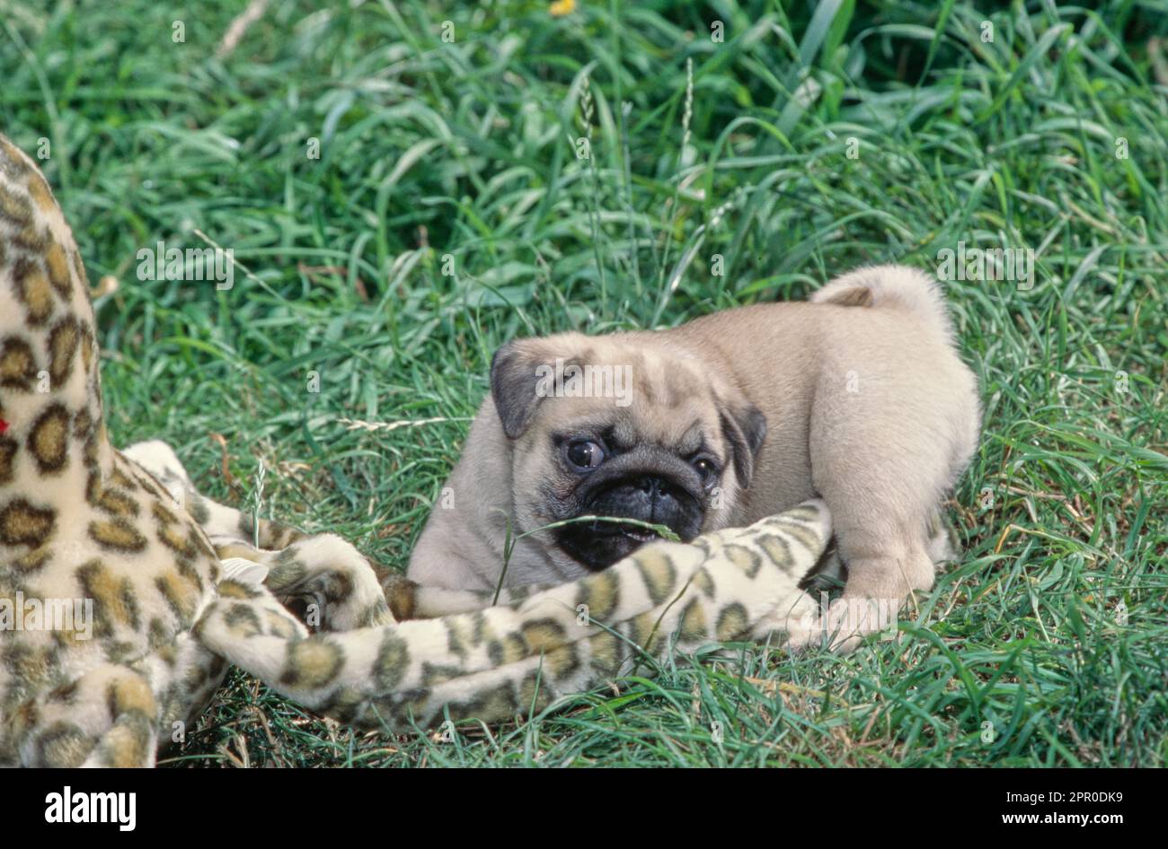 Cucciolo di Pug che gioca all'aperto in erba con il giocattolo del polpo Foto Stock