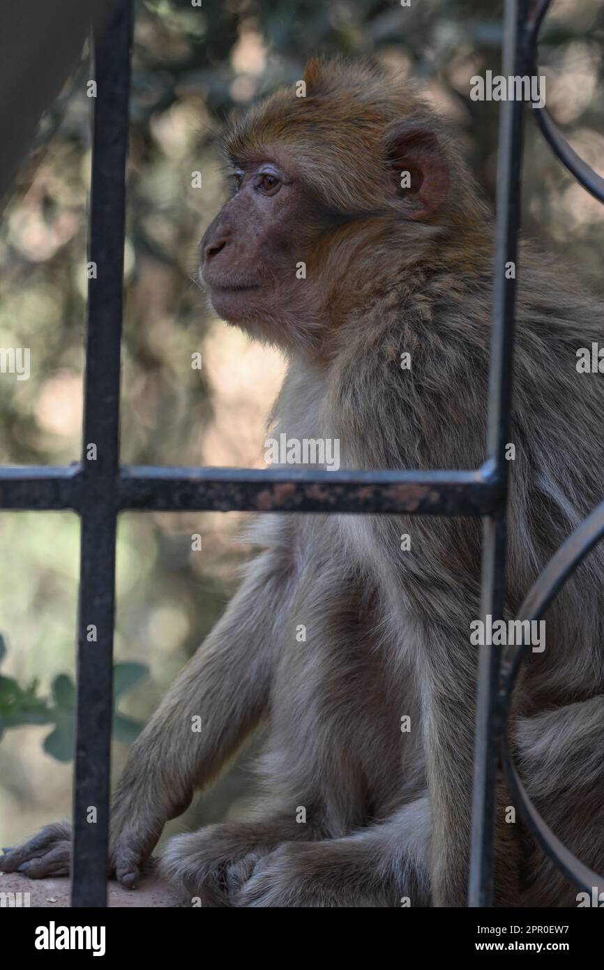 Macaco di Barbary, Ouzoud, Marocco Foto Stock