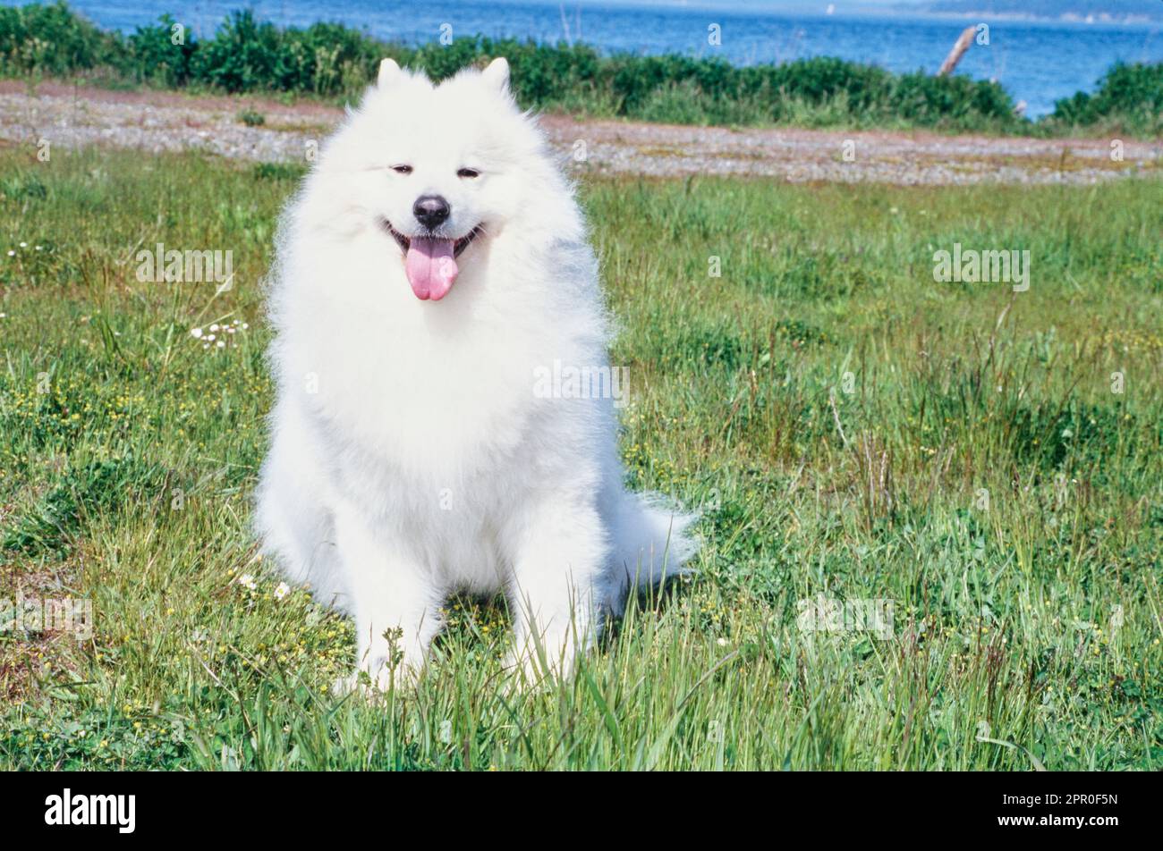 Samoyed seduto in erba con acqua in distanza Foto Stock