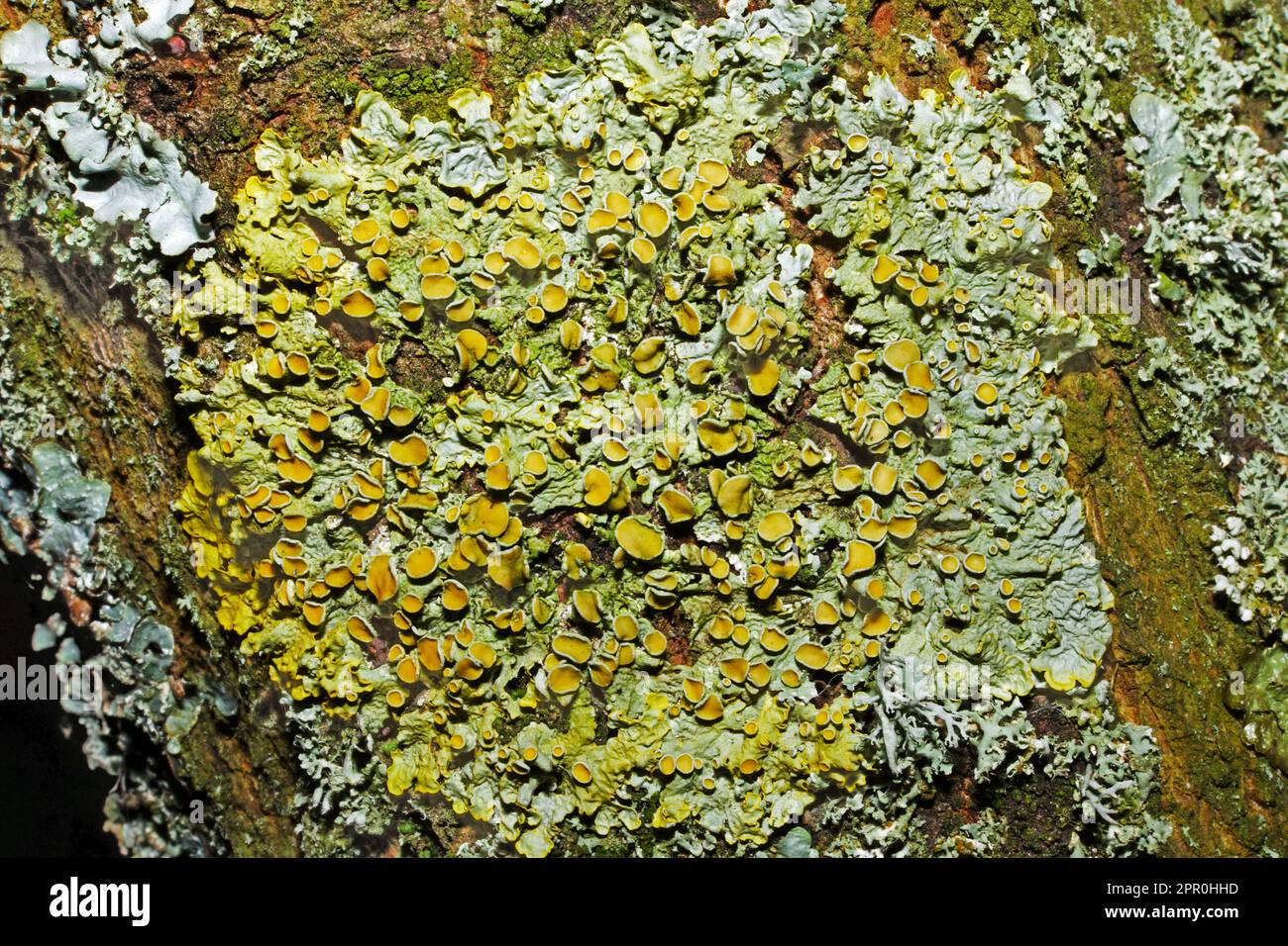 Xanthoria parietina (comune lichene arancione) si trova sulle rocce di riva al mare e sulle rocce interne o sulla corteccia di alberi. È una specie cosmopolita. Foto Stock