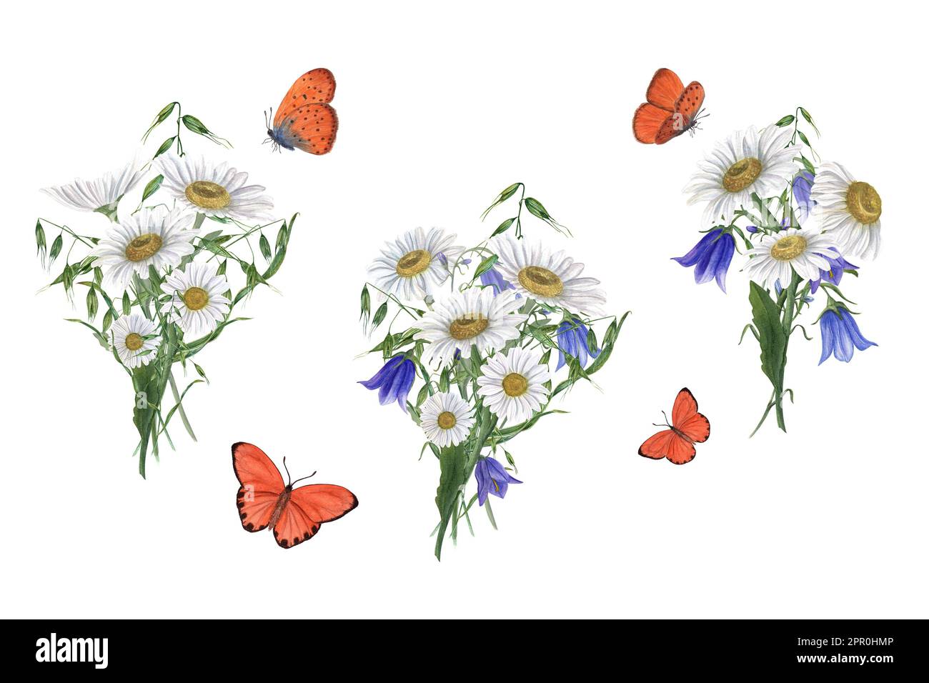 Bouquet acquerello di margherita, campanula, farfalle isolate su sfondo bianco. Illustrazione floreale per cartoline, stampe, poster, striscioni Foto Stock