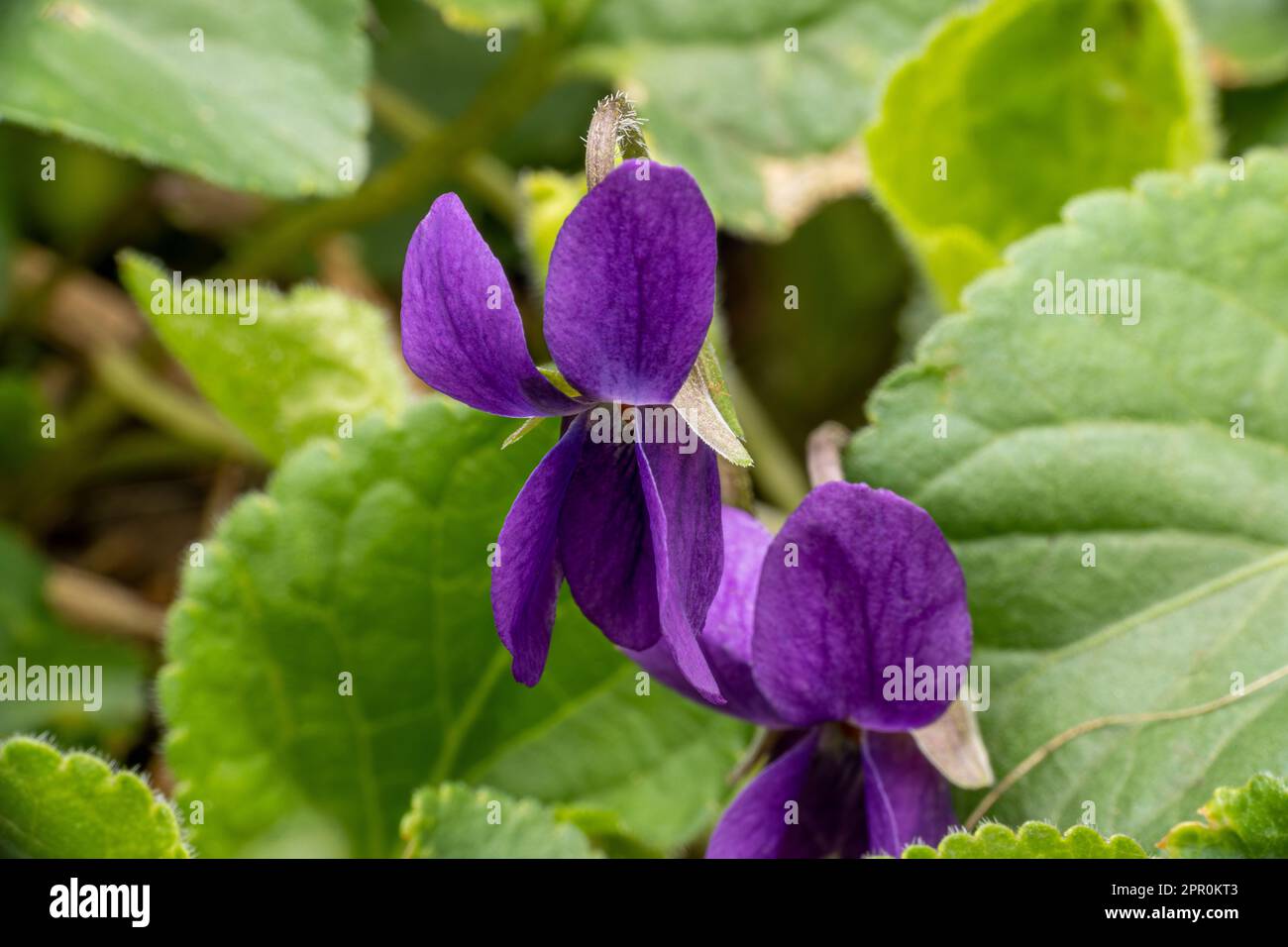 viola odorata fiorisce nei dettagli Foto Stock