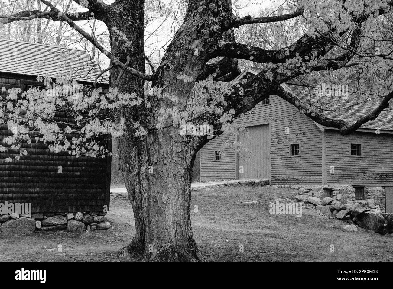 Una vista laterale della Taverna Hartwell e del cortile sulla Battle Road in una giornata primaverile nel Parco storico Nazionale Minuteman. Lexington, Massachusetts Foto Stock
