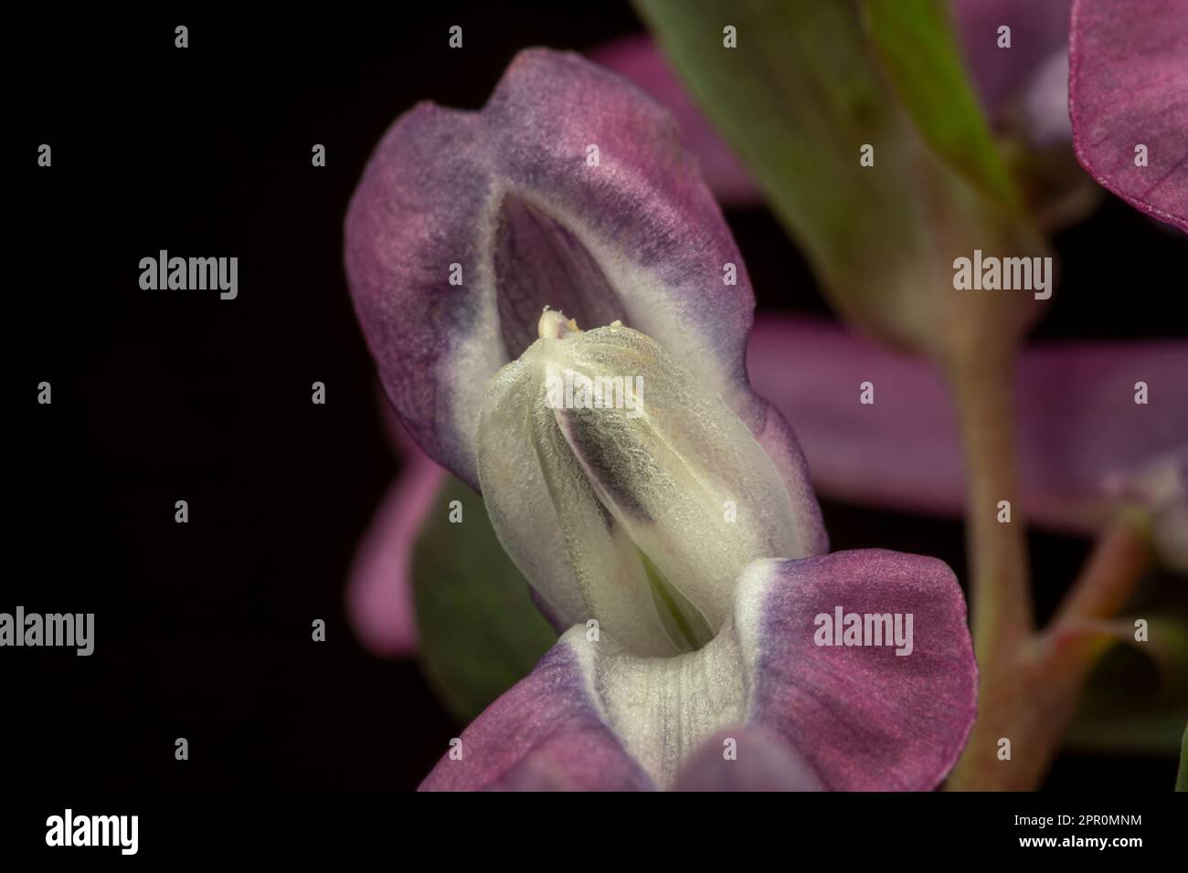 Corydalis, fumewort o fiori di uccello-in-un-cespuglio in dettaglio Foto Stock