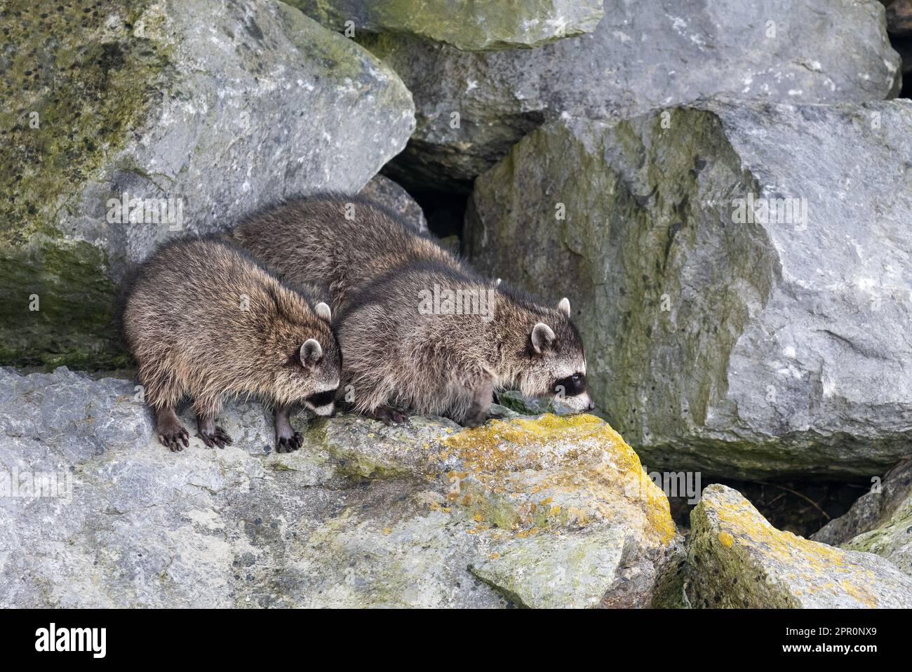Famiglia Raccoon (Procyon Lotor) nel porto di Tofino, Isola di Vancouver, Columbia Britannica, Canada. Foto Stock
