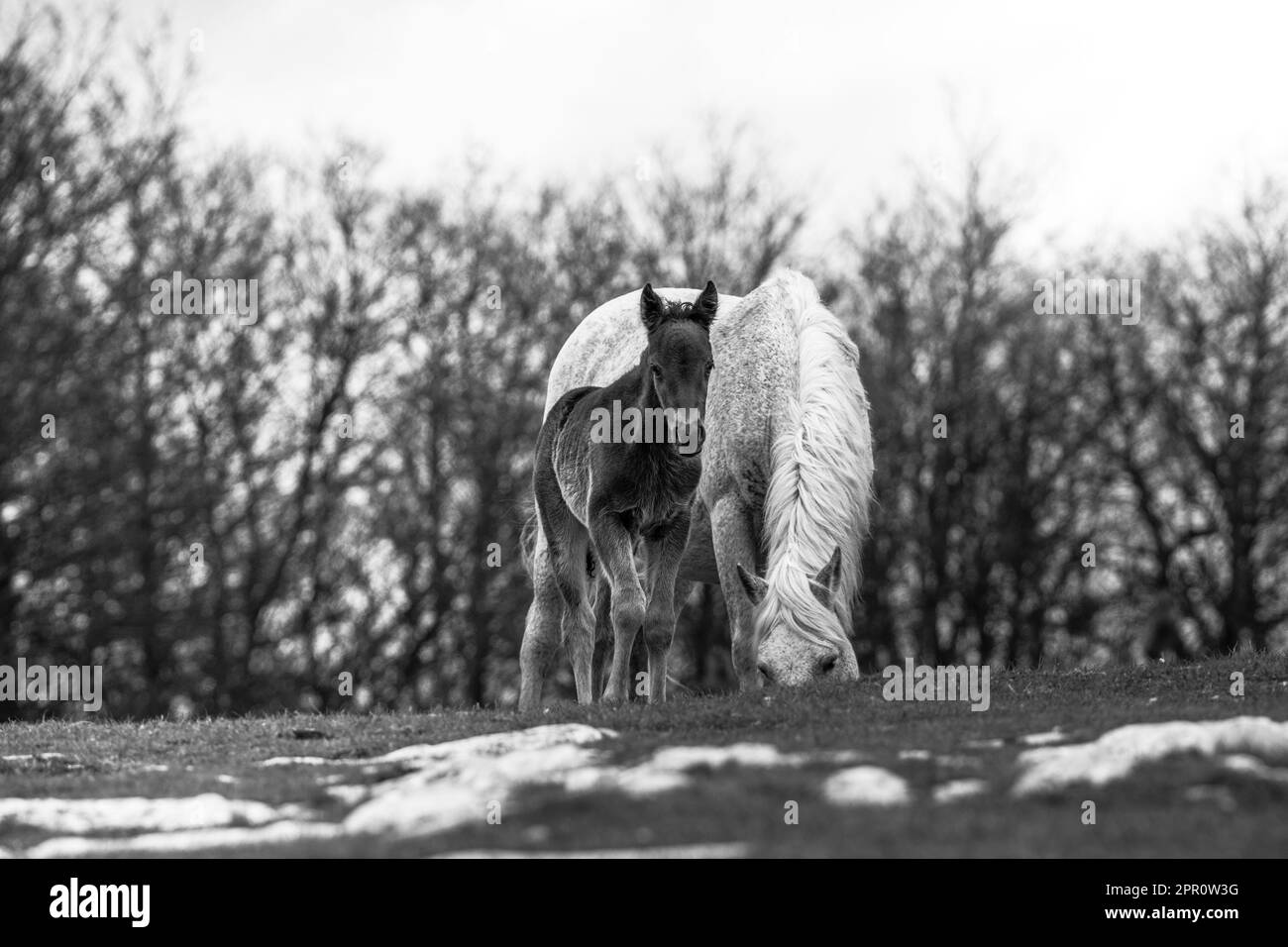 Questi bellissimi cavalli selvaggi vivono in Italia per sempre gratis Foto Stock