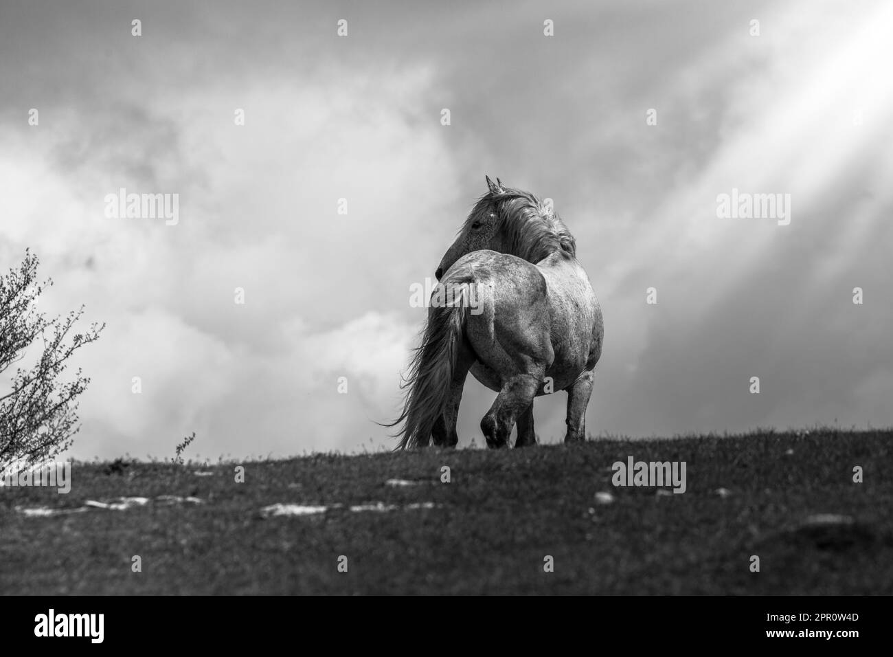 Questi bellissimi cavalli selvaggi vivono in Italia per sempre gratis Foto Stock