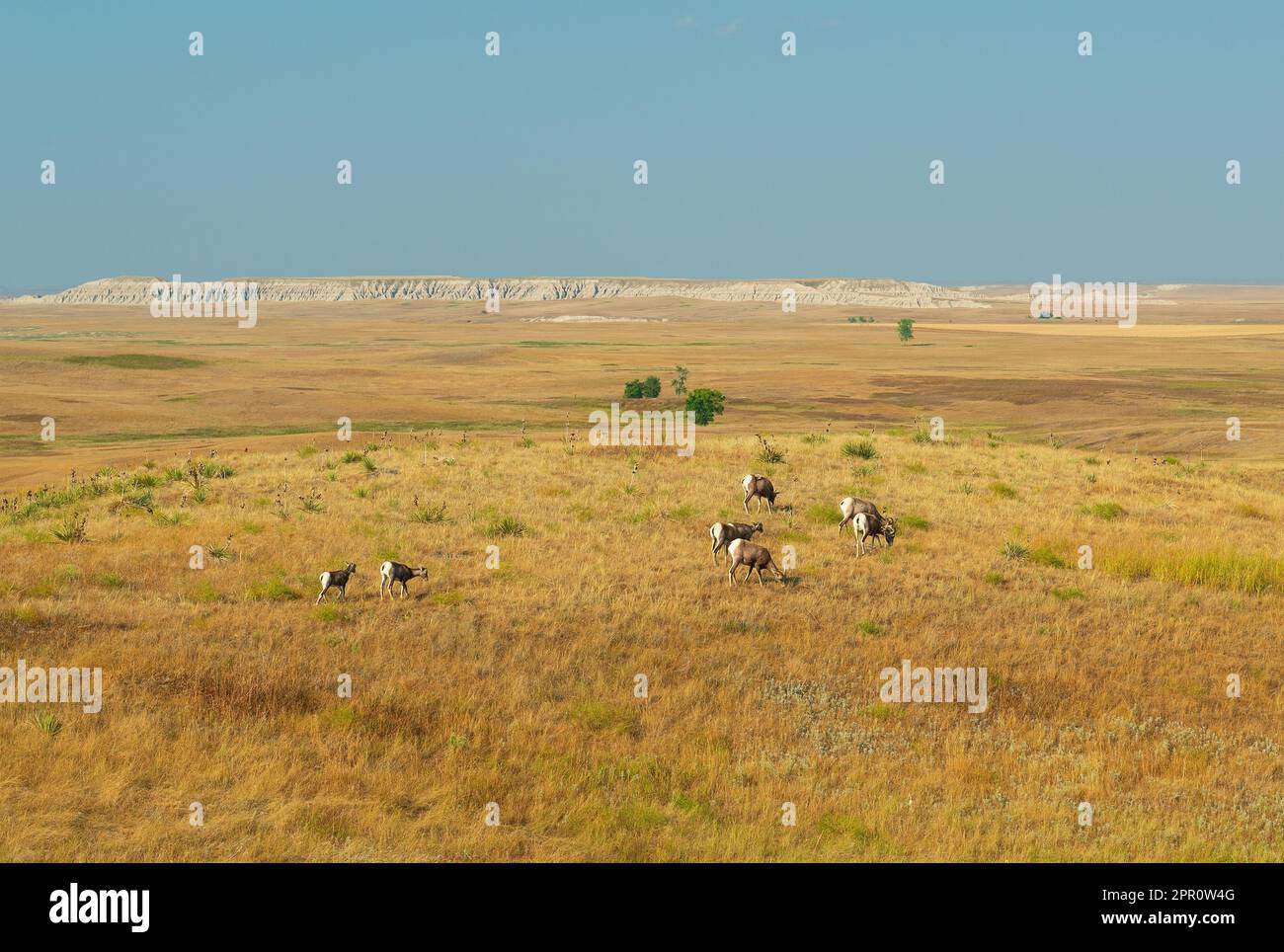 Mandria di pecore Bighorn (Ovis canadensis) al tramonto, Badlands National Park, South Dakota, USA. Foto Stock